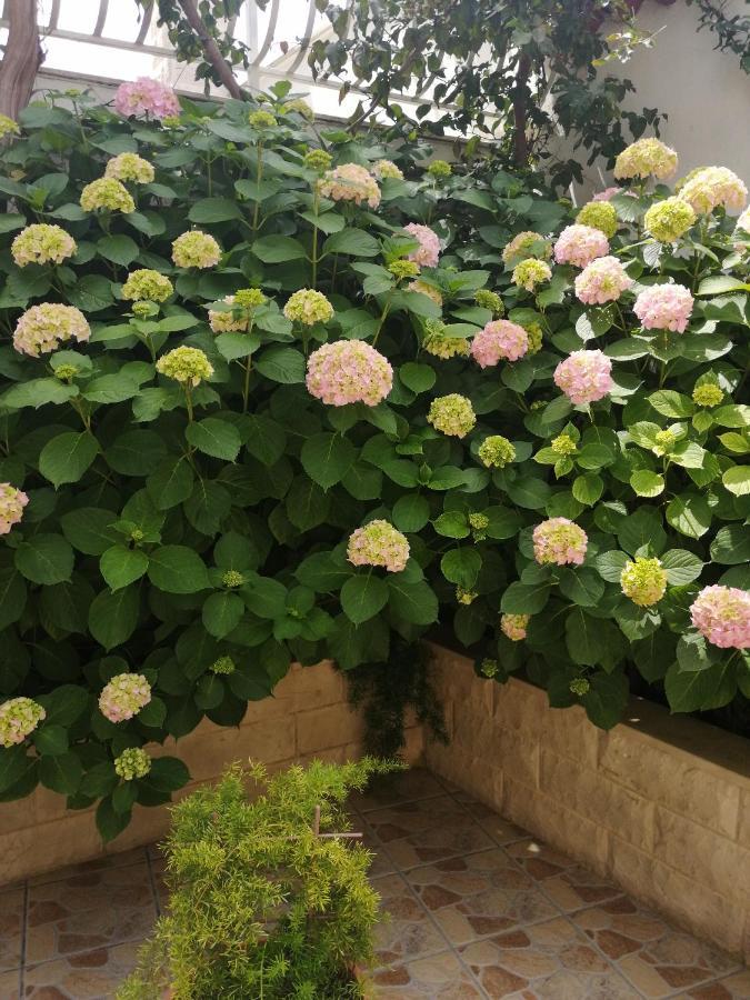 וויס Studio Apartments Kuljis מראה חיצוני תמונה