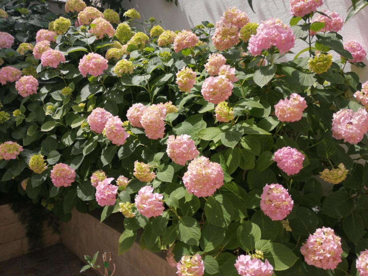 וויס Studio Apartments Kuljis מראה חיצוני תמונה